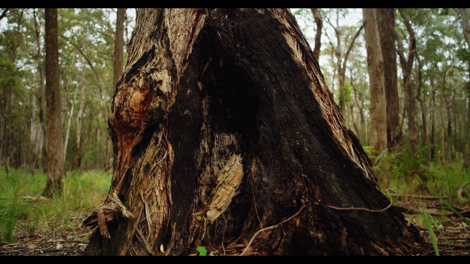 Close-up of the base of a scarred tree, its bark darkened by fire, standing amidst a forest.
