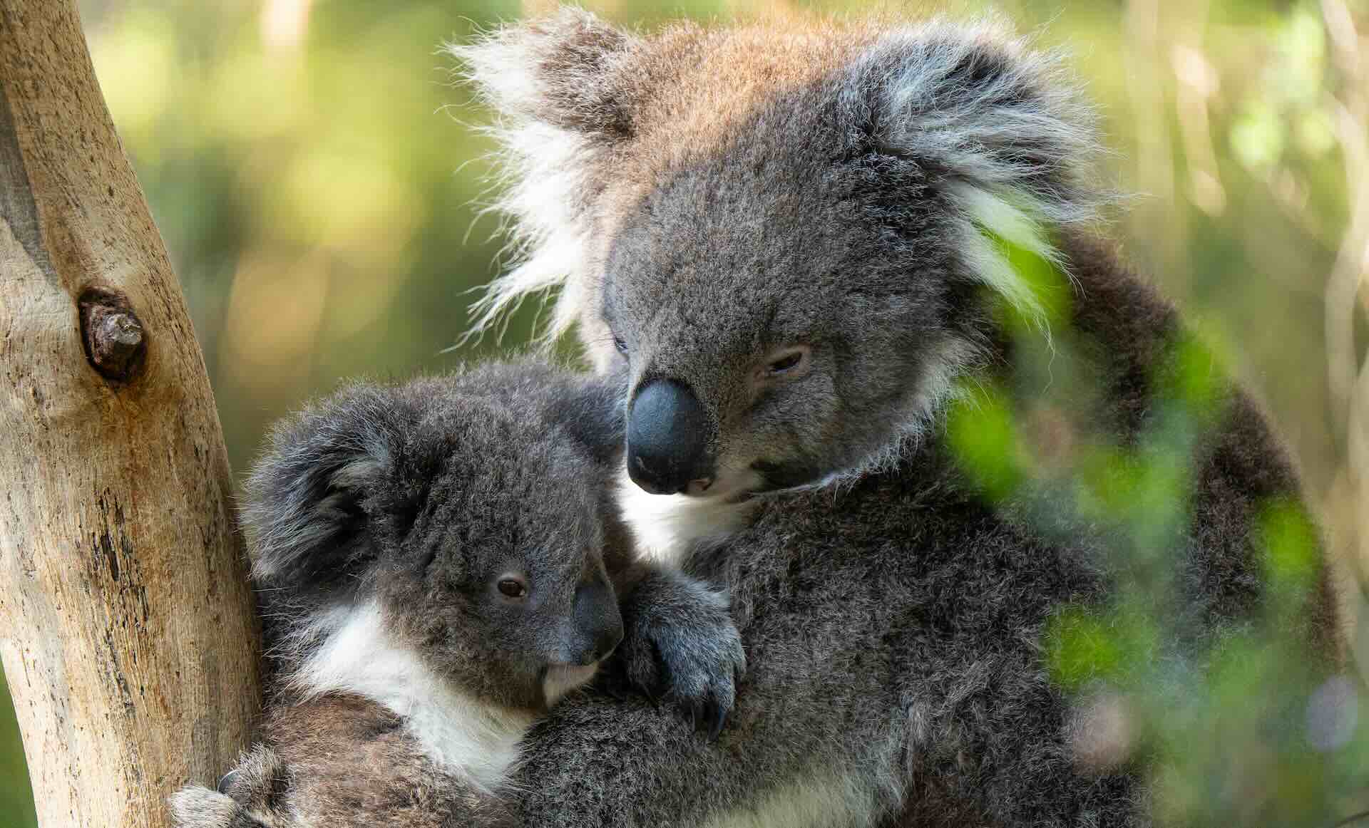 A koala cradles its joey while nestled securely between two tree branches